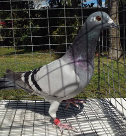 winning pigeons for sale