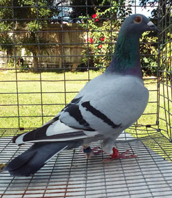 homing pigeon for sale