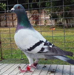 racing pigeons for sale