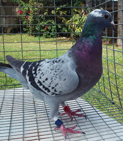 homing pigeon