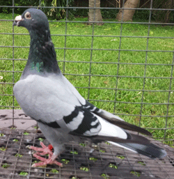 racing pigeons for sale