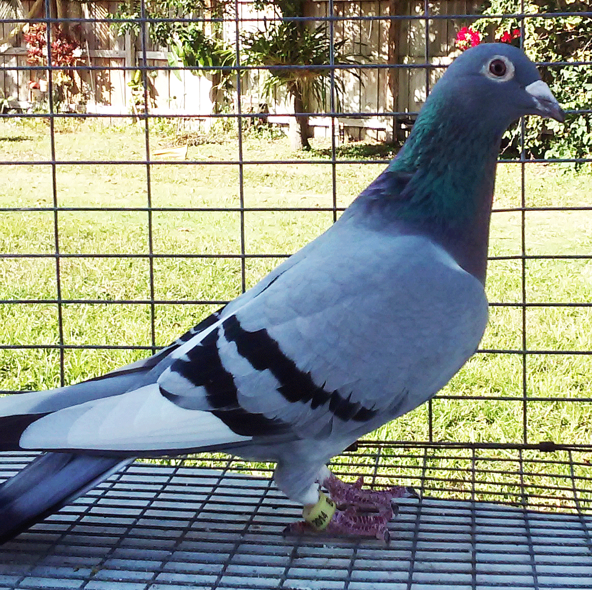 blue bar racing pigeon for sale