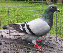 homing pigeons for sale