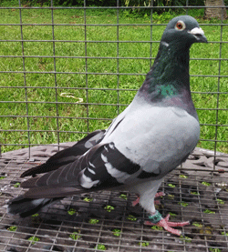 racing pigeons