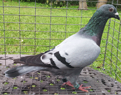 pigeons for sale