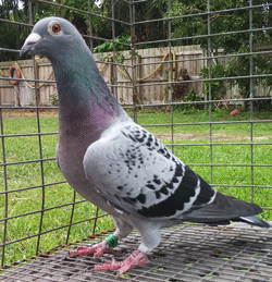 racing pigeons for sale