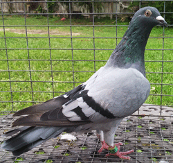 pigeon for sale