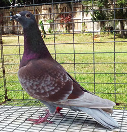 racing pigeon sale