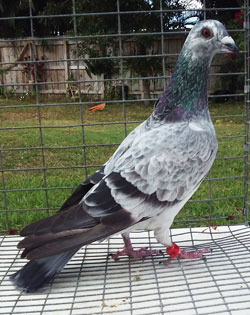 homing pigeon