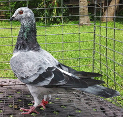 racing pigeon for sale