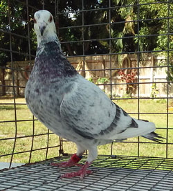 homing pigeons for sale