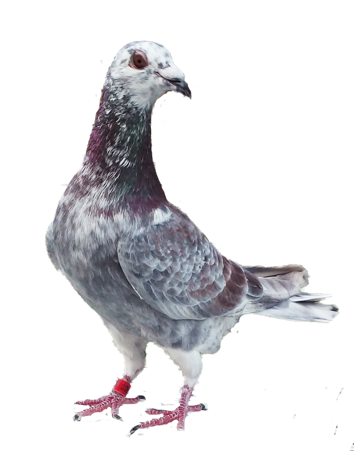 homing pigeons for sale