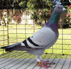 homing pigeon for sale