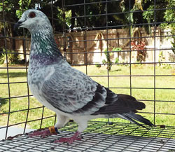 Grizzle racing pigeon