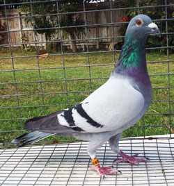 racing pigeon for sale