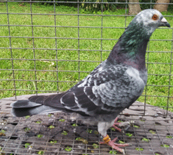 homing pigeon for sale
