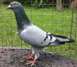 pigeons for sale