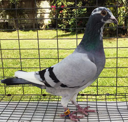 homing pigeon