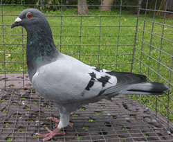 pigeon for sale