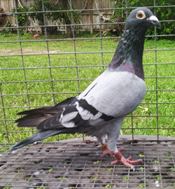 pigeons for sale