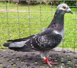 homing pigeon