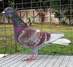 homing pigeon