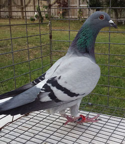 racing pigeons for sale