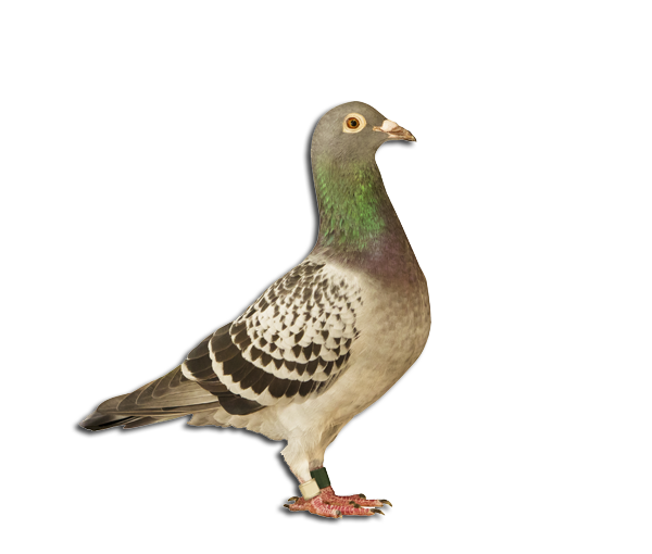 Top Breed Homing Pigeons